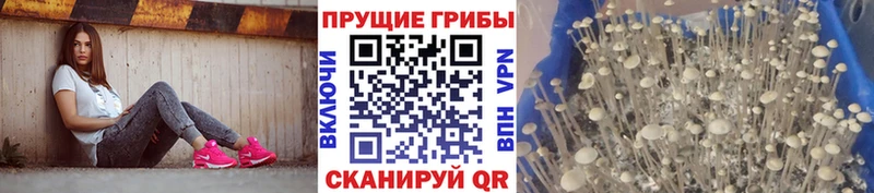 Псилоцибиновые грибы мицелий  Осташков 